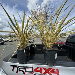 Lowe's Home Improvement - New flax plants for my front yard