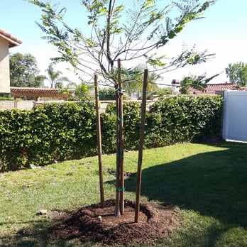 Moon Valley Nurseries - Tipu Tree from Moon Valley Nruseries in Chino. Great service, and follow up. - Tree Services Near Me - Chino, California Moon Valley Nurseries - Tipu Tree from Moon Valley Nruseries in Chino. Great service, and follow up. - Tree Services Near Me - Chino, California