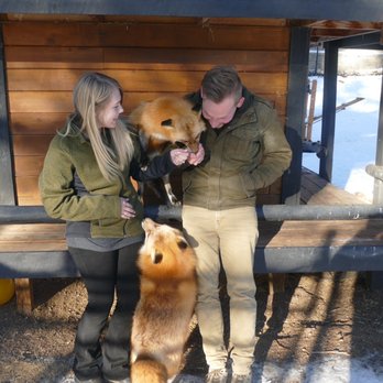 Colorado Wolf and Wildlife Center - Adorable foxes - Zoos Near Me - Divide, Colorado Colorado Wolf and Wildlife Center - Adorable foxes - Zoos Near Me - Divide, Colorado