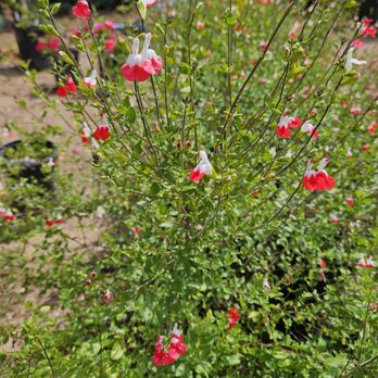 Ganter Nursery - Nurseries & Gardening Near Me - Vista, California