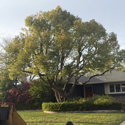 All Terrain Tree Service - The results of the trimming and pruning we did on this Camphor Tree.