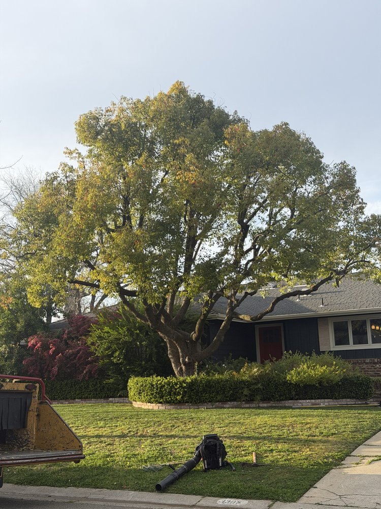 All Terrain Tree Service - tree service in Sacramento, CA