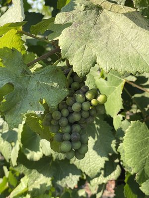 St Josef's Winery by null