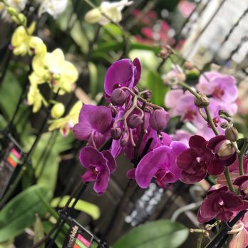Pike Nurseries - Orchid - Nurseries & Gardening Near Me - Johns Creek, Georgia Pike Nurseries - Orchid - Nurseries & Gardening Near Me - Johns Creek, Georgia