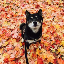 Just Walk - Kenobi loves all the seasons
