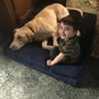 Punk Hollow Labrador Retriever