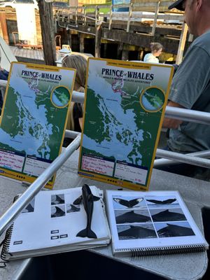 Prince of Whales - Whale & Marine Wildlife Adventures Vancouver by null