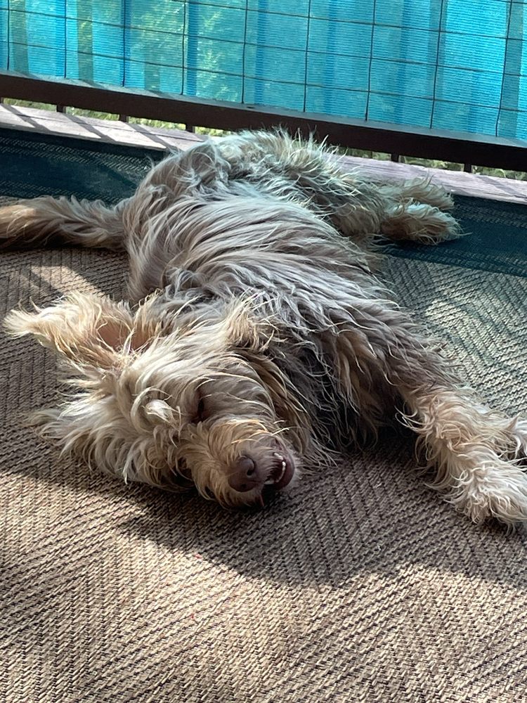 APPLEWOOD KENNELS Updated September 2024 13 Photos & 37 Reviews