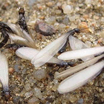 Precision Pest Solutions - Termite swarmers - Pest Control Near Me Precision Pest Solutions - Termite swarmers - Pest Control Near Me