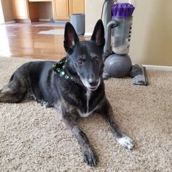 Park and Bark Grooming - Freshly groomed
