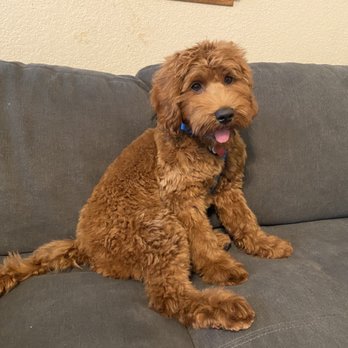 Sydnee’s Pet Grooming - Davis - Pet Groomers Near Me - Davis, California Sydnee’s Pet Grooming - Davis - Pet Groomers Near Me - Davis, California