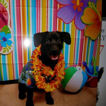 The Travelling Vet - We care for your furry friends in the comfort of their own environment. - Veterinarians Near Me The Travelling Vet - We care for your furry friends in the comfort of their own environment. - Veterinarians Near Me