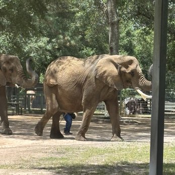 East Texas Elephant Experience - One of the elephants walking in to spectators. - Petting Zoos Near Me - Cut And Shoot, Texas East Texas Elephant Experience - One of the elephants walking in to spectators. - Petting Zoos Near Me - Cut And Shoot, Texas