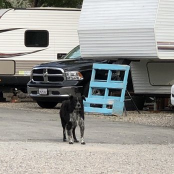 Paradise Shores Camp - just one of the dogs off leash wandering around - Campgrounds Near Me - Bridgeport, California Paradise Shores Camp - just one of the dogs off leash wandering around - Campgrounds Near Me - Bridgeport, California