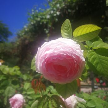 Boulder Dushanbe Teahouse - The roses outside the Tea House are always incredible - Tea Rooms Near Me - Boulder, Colorado Boulder Dushanbe Teahouse - The roses outside the Tea House are always incredible - Tea Rooms Near Me - Boulder, Colorado