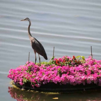 Inn at Water's Edge - Great Blue Heron on flower island. Long zoom with camera from Queen room. July 2013. - Hotels Near Me - Glen Ellyn, Illinois