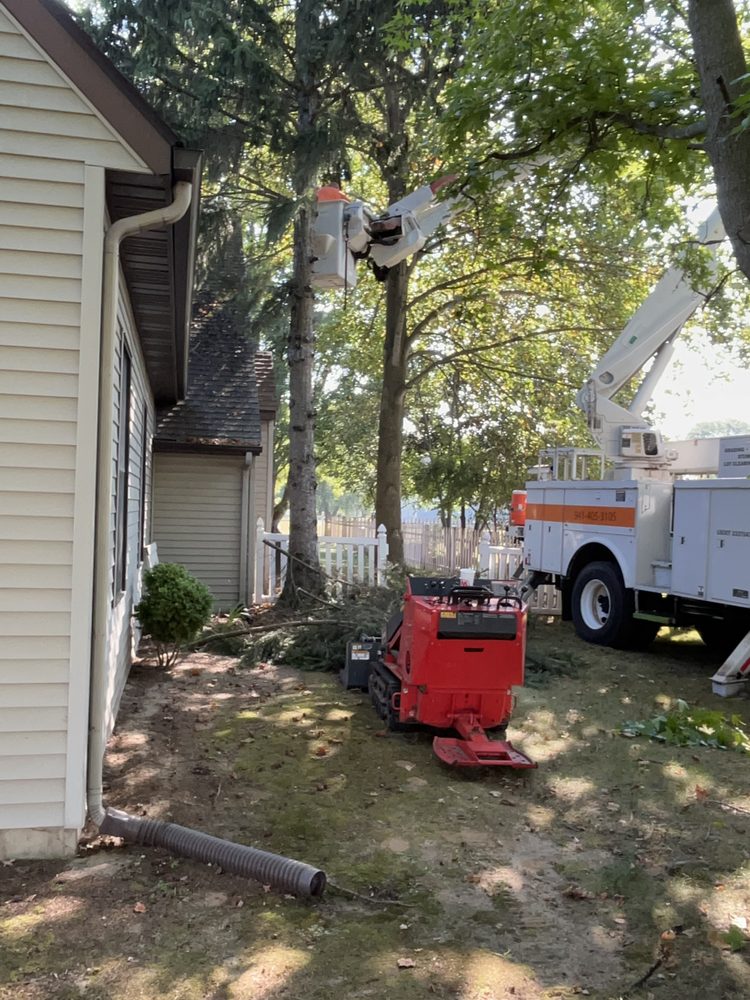 NATE’S TREE SERVICE - Updated November 2024 - 11 Photos - Edwardsburg ...
