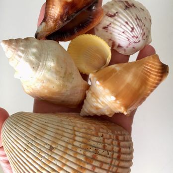 Almost Heaven Kayak Adventures - Shells found during our rest stop - Rafting/Kayaking Near Me - Sarasota, Florida Almost Heaven Kayak Adventures - Shells found during our rest stop - Rafting/Kayaking Near Me - Sarasota, Florida