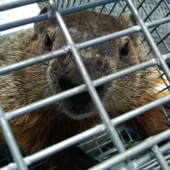 Wildlife Busters - woodchuck - Pest Control Near Me Wildlife Busters - woodchuck - Pest Control Near Me