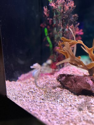 Tennessee Aquarium by null