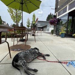 Tyee Coffee Company - My dog Elle. At Tyee Coffee House
