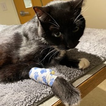 Perrinville Animal Hospital - My best friend's (Pepper) last day with us! - Veterinarians Near Me - Edmonds, Washington Perrinville Animal Hospital - My best friend's (Pepper) last day with us! - Veterinarians Near Me - Edmonds, Washington