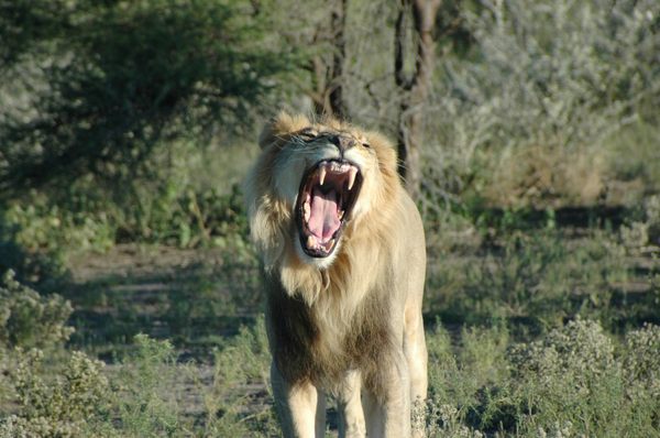 Africa Adventure Consultants by null