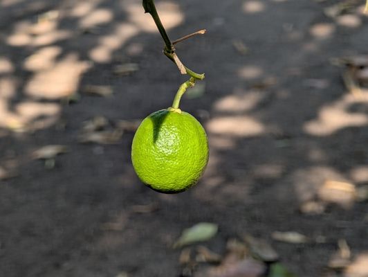 Rancho Los Cerritos by null