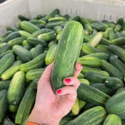 Jw Johnson Tomato - Kirby cucumbers