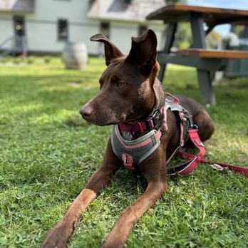 Greenvale Vineyards - a brown dog laying in the grass - Wineries Near Me - Portsmouth, Rhode Island
