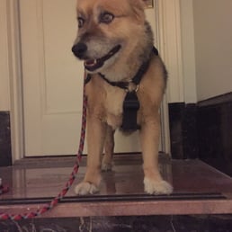 Simba!