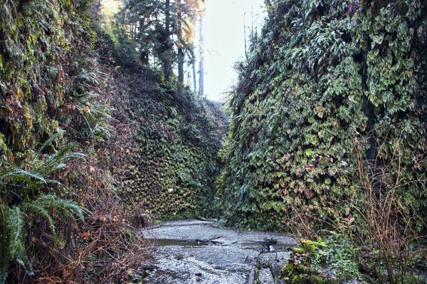 Fern Canyon by null