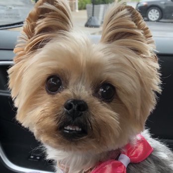 Kae-9 By Design Grooming & Boutique - A Happy Camper after a full cut - Pet Groomers Near Me - Florence, Kentucky
