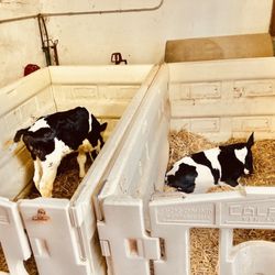 Friends of Fox Chase Farm - Fox Chase Farm