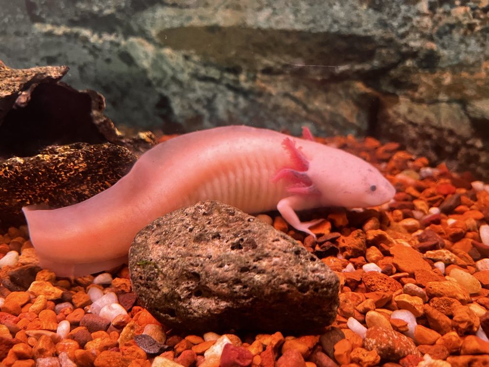 Boiling Springs Pet World Image