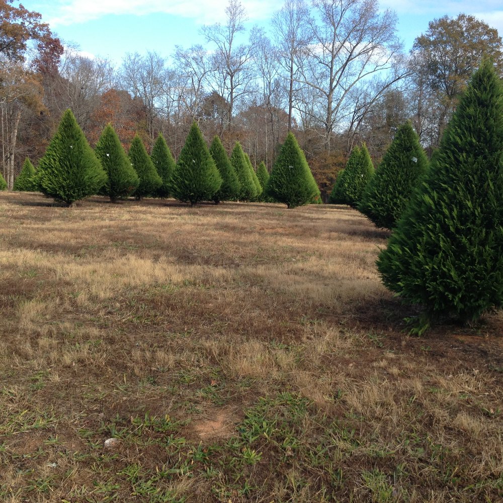 7 G's Farm - Future Christmas trees. - Nurseries & Gardening Near Me - Nicholson, Georgia 7 G's Farm - Future Christmas trees. - Nurseries & Gardening Near Me - Nicholson, Georgia