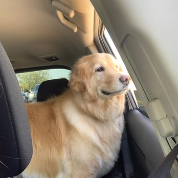 We're Nuts About Mutts - Brandy after! - Pet Groomers Near Me - Tinley Park, Illinois