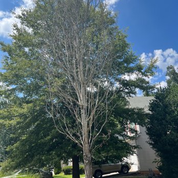 Murphy Tree Expert - The tree in my front yard is dying and needs to be cut down. I would like an estimate on cost for removal - Tree Services Near Me - Villa Rica, Georgia