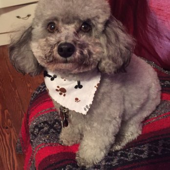 Dee's All Breed Grooming - Hand brushed and fluffy again! Thx Dee's! - Pet Stores Near Me - Modesto, California