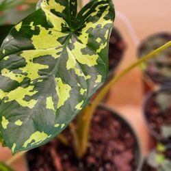 Deep Roots Greenery - Alocasia Hilo Beauty