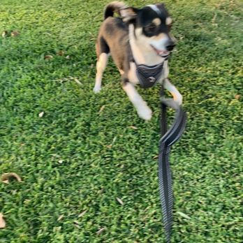 Paws On Doggy Daycare - Pet Boarding Near Me - Downey, California Paws On Doggy Daycare - Pet Boarding Near Me - Downey, California