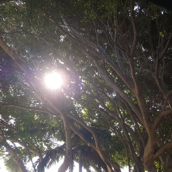 Cafe TREEO Sawtell - The shade ... - Coffee & Tea Near Me - Sawtell, NSW
