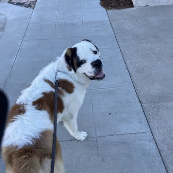 Dogs On The Run - Our dog Walter on a walk with Sam from Dogs on the run. - Dog Walkers Near Me