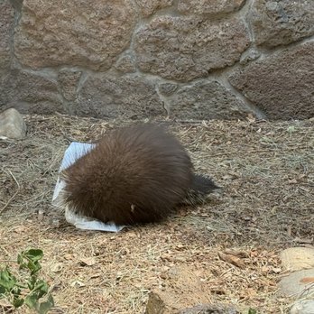 High Desert Museum - Porcupine - Museums Near Me - Bend, Oregon High Desert Museum - Porcupine - Museums Near Me - Bend, Oregon