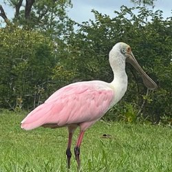 Peaceful Waters Sanctuary - Roseate Spoonbill