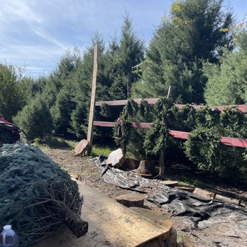 Blue Acres Farm - Tree Prepping Station - Christmas Trees Near Me - Spring Hill, Florida Blue Acres Farm - Tree Prepping Station - Christmas Trees Near Me - Spring Hill, Florida