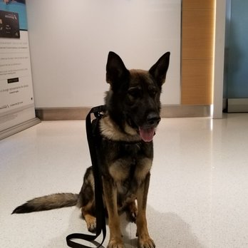 Admirals Club - Service Dog friendly!!! - Airport Lounges Near Me - Phoenix, Arizona Admirals Club - Service Dog friendly!!! - Airport Lounges Near Me - Phoenix, Arizona