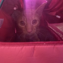 Turbo Plumbing Service, Inc