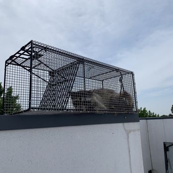 Alpha Wildlife - Trapped raccoon - Wildlife Control Near Me - Germantown, Tennessee Alpha Wildlife - Trapped raccoon - Wildlife Control Near Me - Germantown, Tennessee