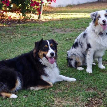 Devotion To Dogs - Pet Training Near Me - El Cajon, California